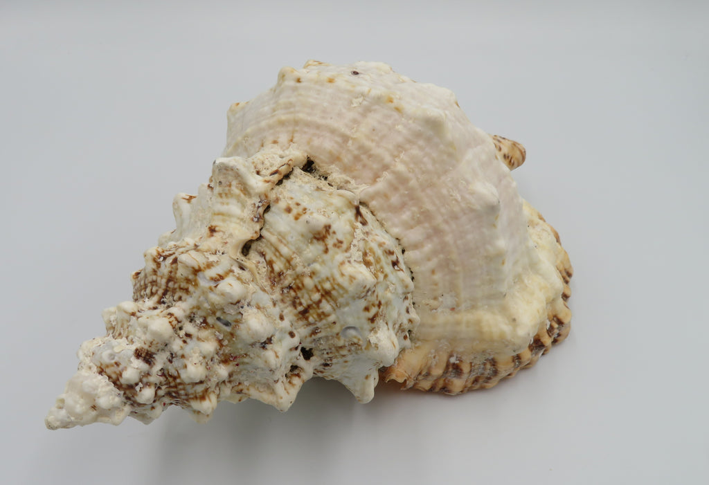 Scoica naturala decorativa mare tutufa bubo 23x25 cm