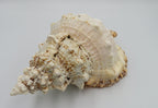 Scoica naturala decorativa mare tutufa bubo 23x25 cm