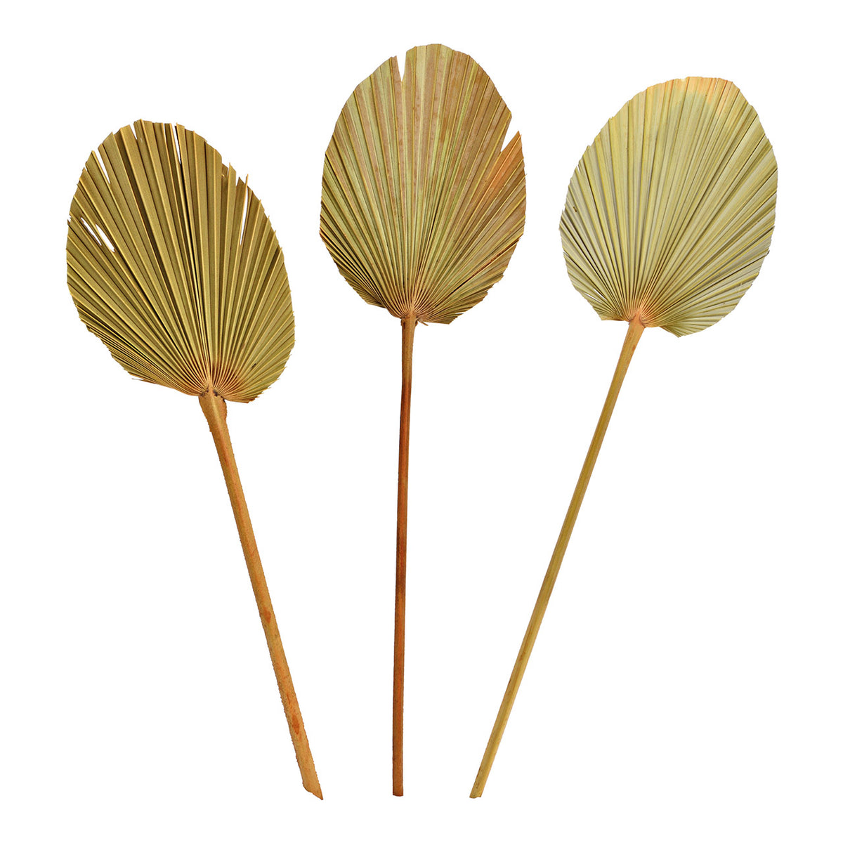Set de trei frunze decorative naturale de palmier 60 cm