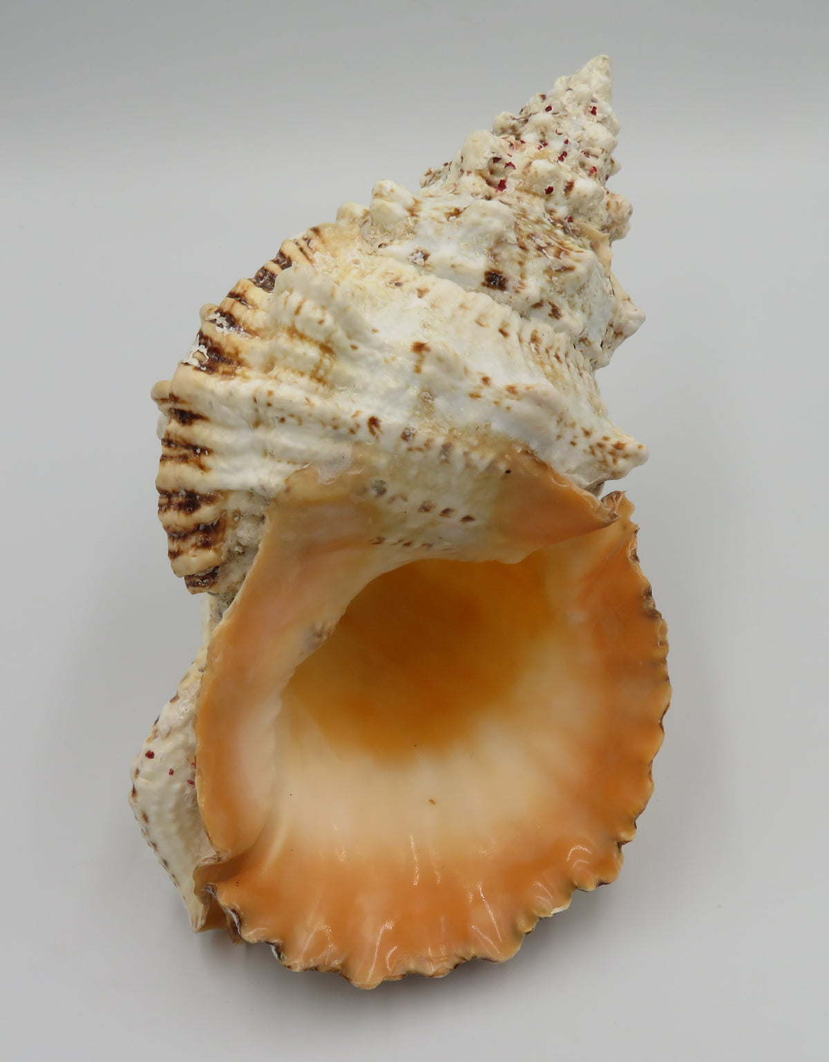 Scoica naturala decorativa mare tutufa bubo 23x25 cm