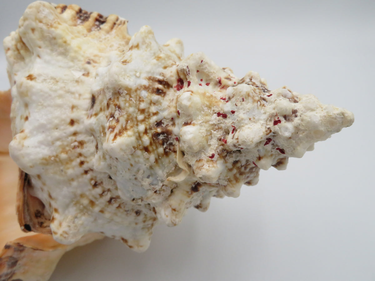 Scoica naturala decorativa mare tutufa bubo 23x25 cm