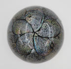Bol decorativ din scoica Abalone 6.5x19 cm