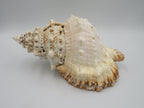 Scoica naturala decorativa mare tutufa bubo 23x25 cm