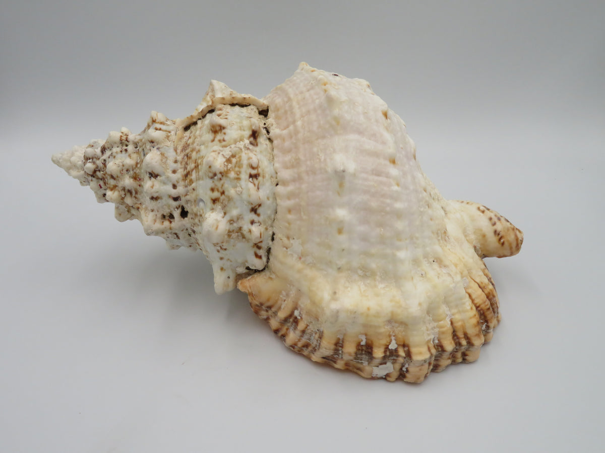 Scoica naturala decorativa mare tutufa bubo 23x25 cm