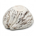 Bol decorativ  din coaja de nuca de cocos 20x25 cm