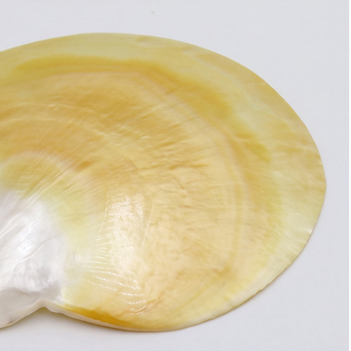 Scoica naturala decorativa sidef mother of pearl 11x13 cm