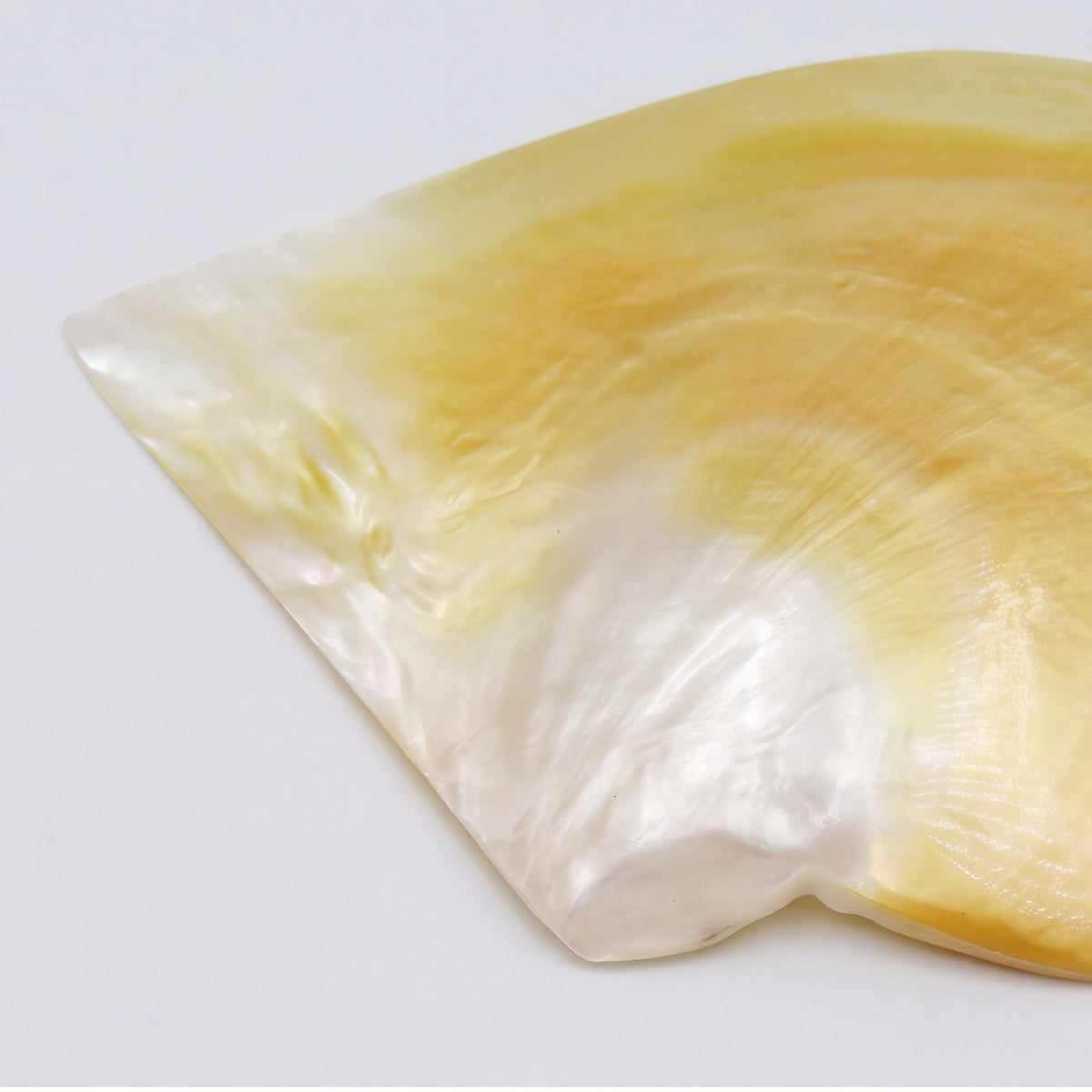 Scoica naturala decorativa sidef mother of pearl 11x13 cm