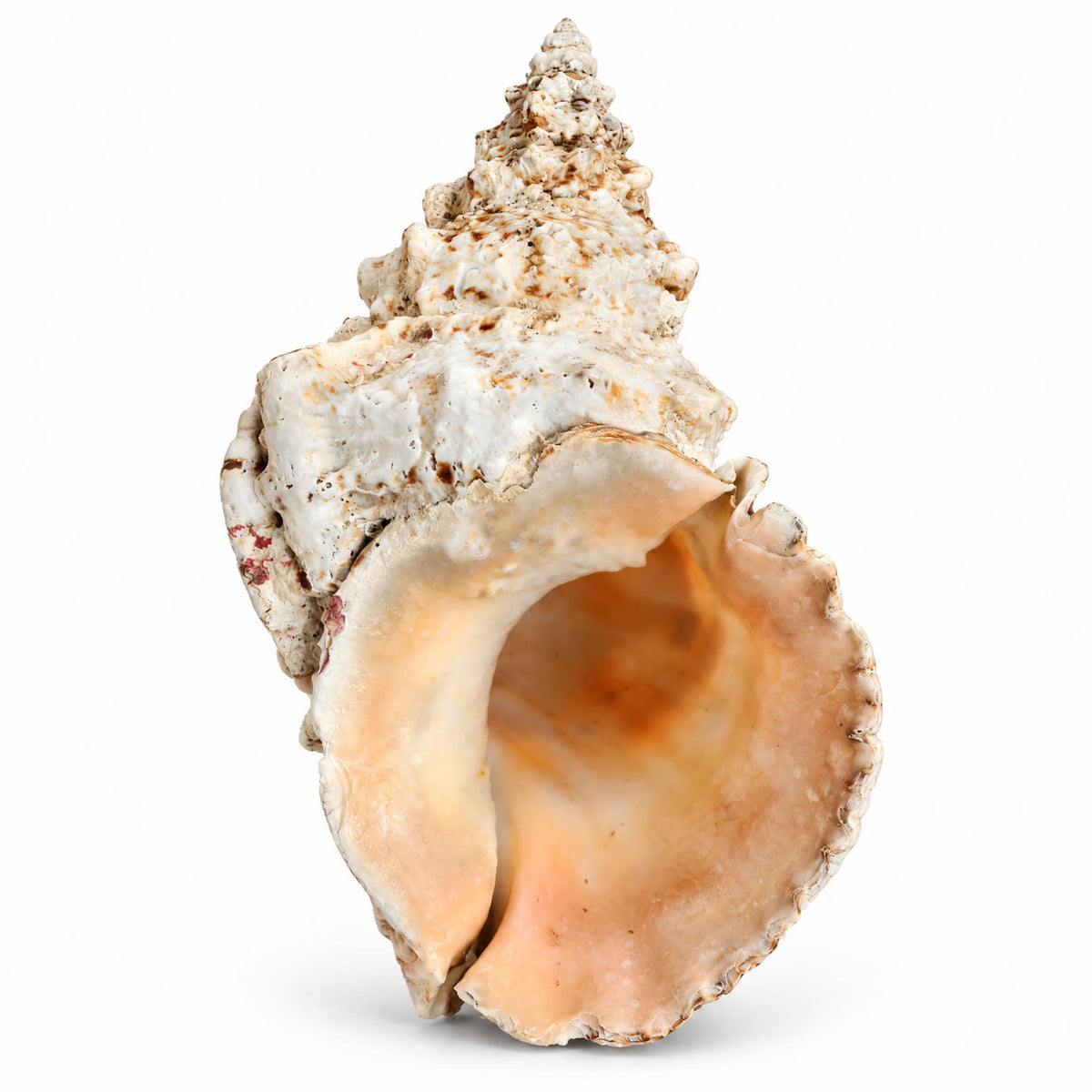 Scoica naturala decorativa mare tutufa bubo 23x25 cm