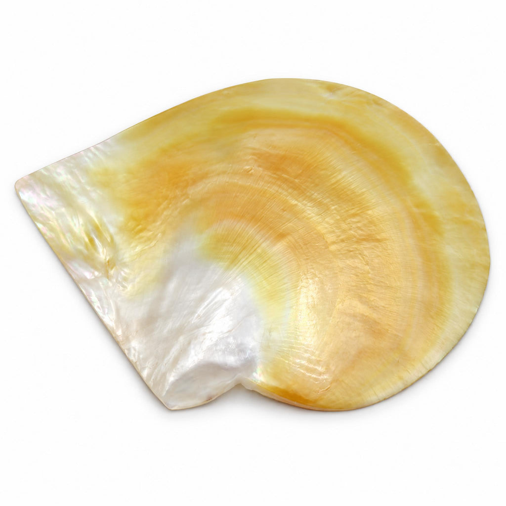 Scoica naturala decorativa sidef mother of pearl 11x13 cm