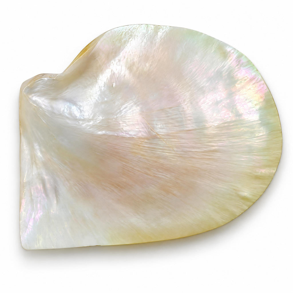 Scoica naturala decorativa sidef mother of pearl 11x13 cm
